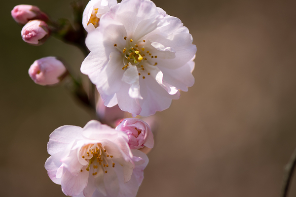 Spring - Shogetsu 3 Print