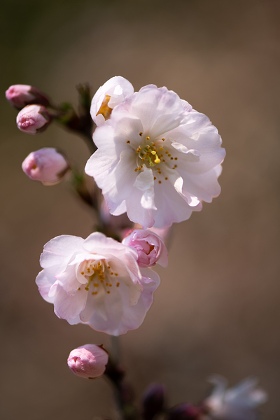 Spring Shogetsu Print