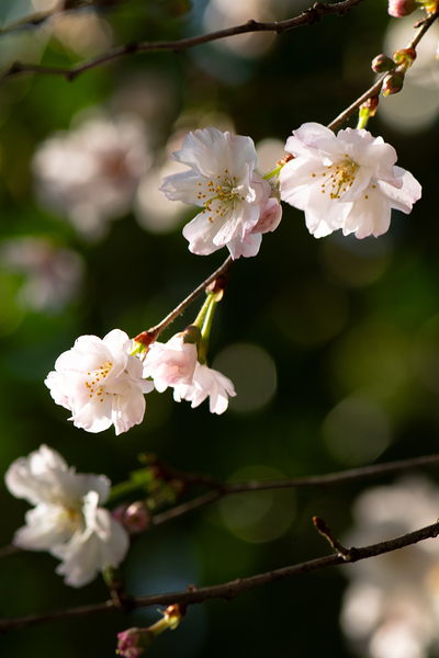 Spring - Shogetsu 2 Print