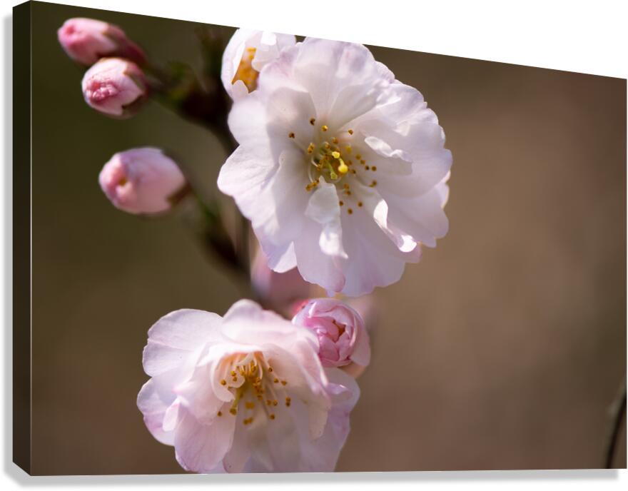 Spring - Shogetsu 3 Canvas Print