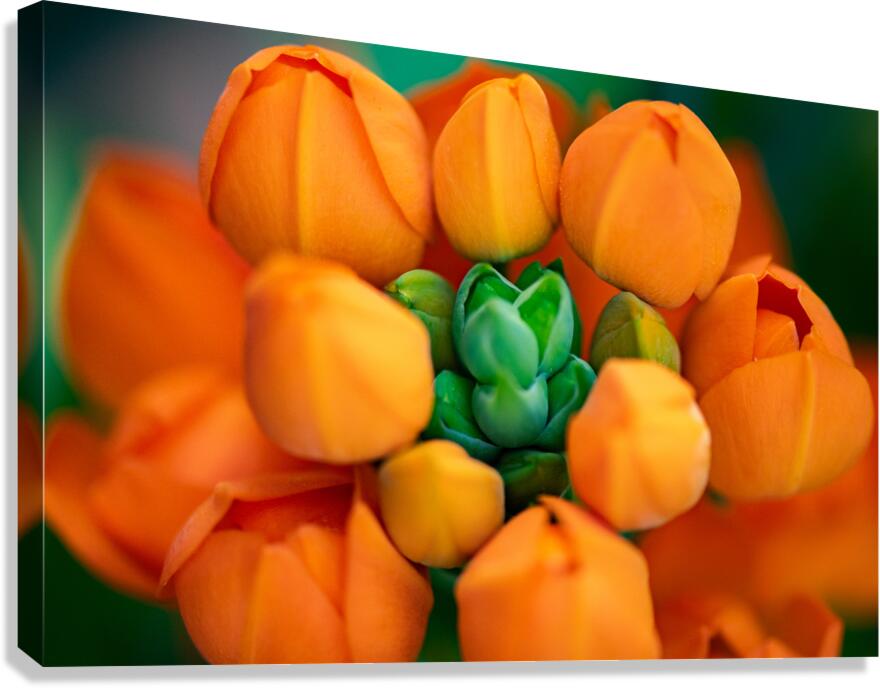 Spring Florals 5 Canvas Print