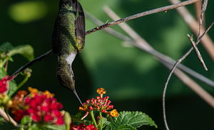 Hummingbird Action 002