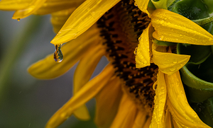 Sunflowers Series 001