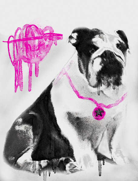B U L L D O G