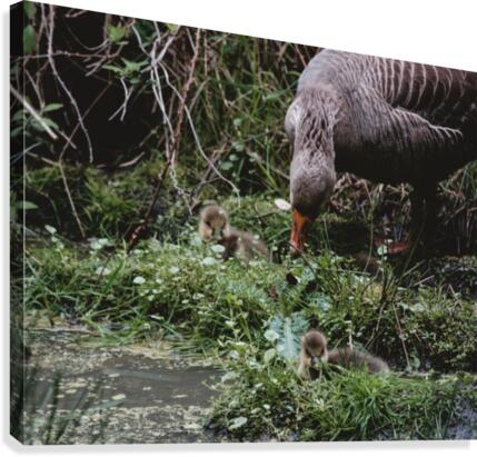 Goslings Canvas Print