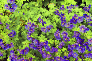 Purple flowers in greenery