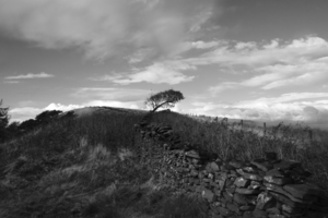 Solitary tree and ancient stone wall - England