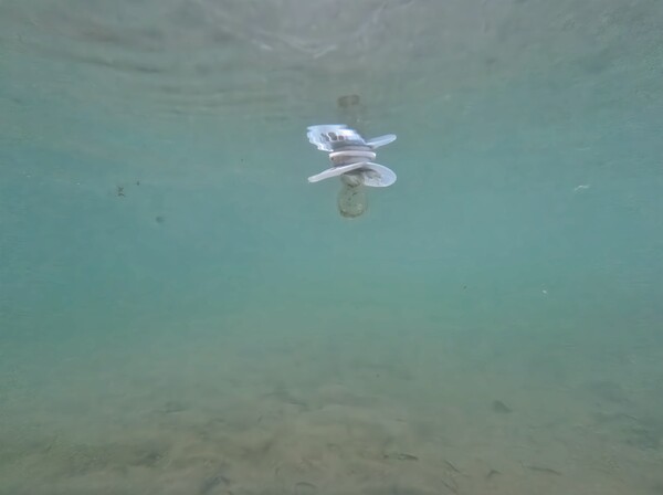 Underwater Pacifier Print