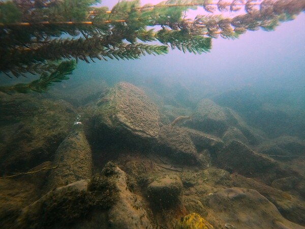 Crouching Whitefish Hidden Bottle by Mr Apple