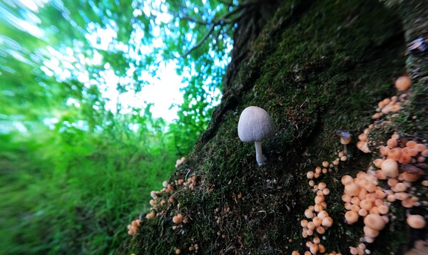 Little Big Mushroom by Mr Apple