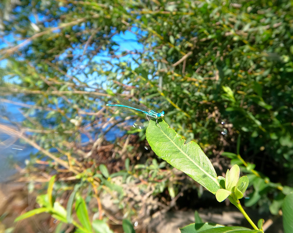 Timmy Dragonfly by Mr Apple