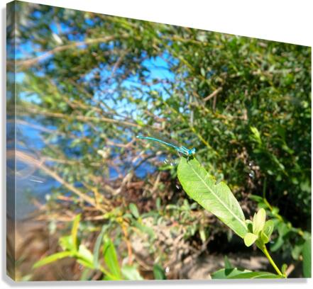Timmy Dragonfly Canvas Print