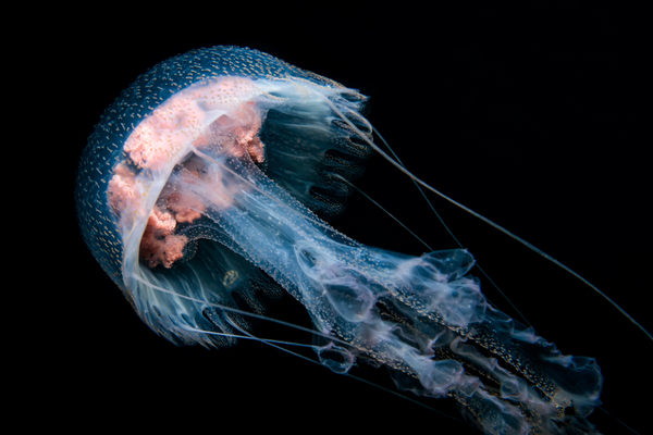 Jellyfish Pelagia Noctiluca - Taken at Gordo Banks near Cobo San Lucas  Print