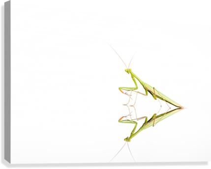 An green Mantis Canvas Print
