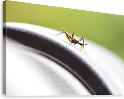 An small insect Canvas Print