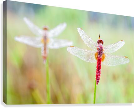 An Fire dragonfly Canvas Print