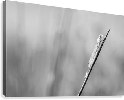 Goblet marked damselfly Canvas Print