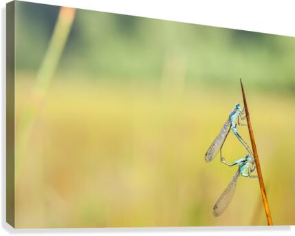 Goblet marked damselfly Canvas Print