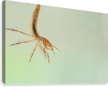 predatory diving beetles Canvas Print
