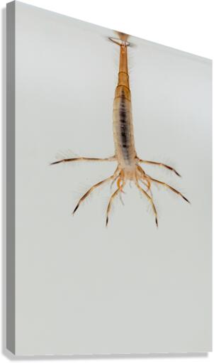 predatory diving beetles Canvas Print