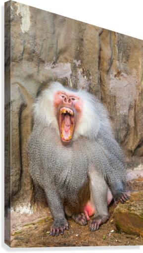 Hamadryas baboon Canvas Print
