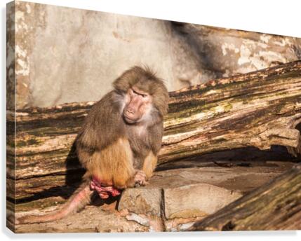 Hamadryas baboon Canvas Print