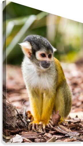 An Squirrel monkey Canvas Print