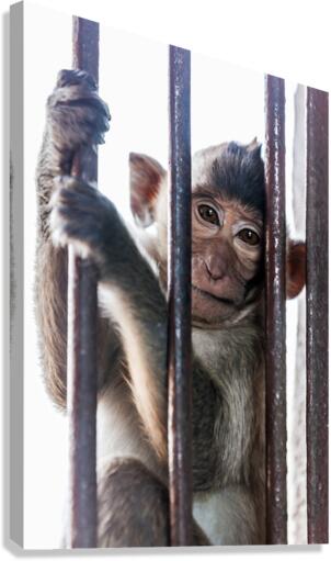 An Macaque Canvas Print