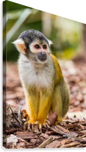 An Squirrel monkey Canvas Print