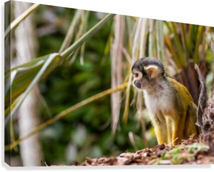 An Squirrel monkey Canvas Print