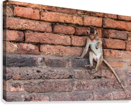An Macaque Canvas Print