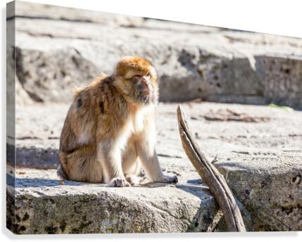 The mountain monkey Canvas Print