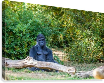 The silverback gorilla Canvas Print