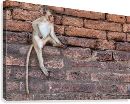 An Macaque Canvas Print