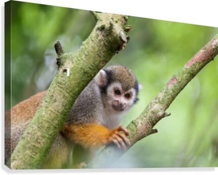 Squirrel monkey Canvas Print
