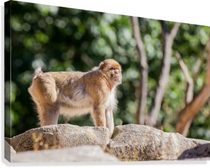 The mountain monkey Canvas Print