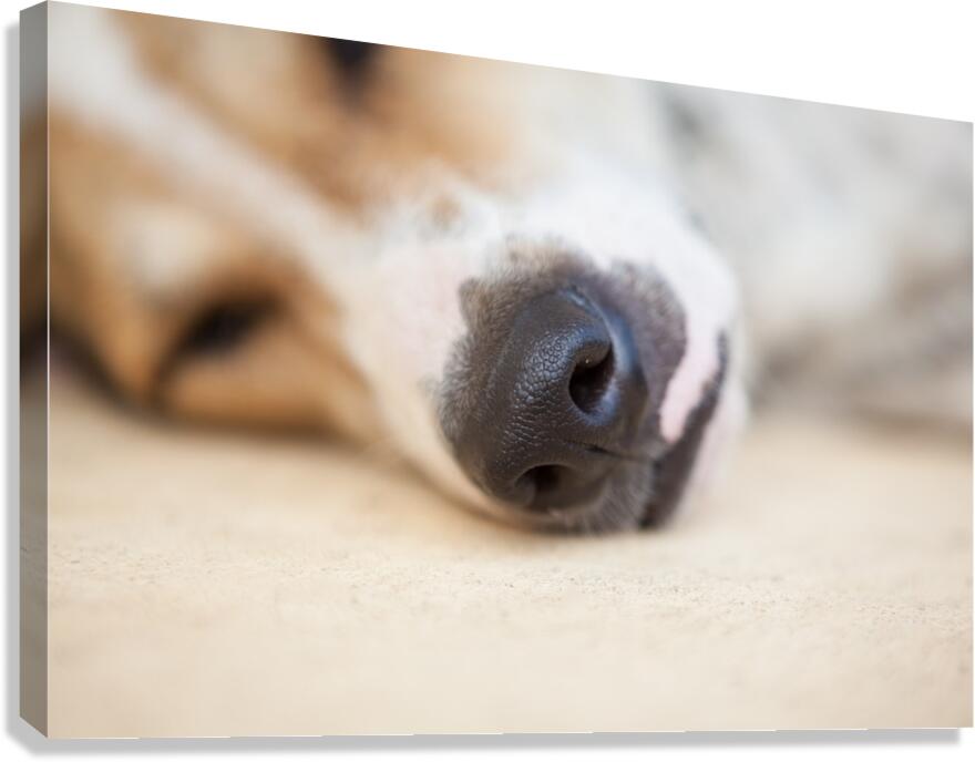 Streetdog Canvas Print
