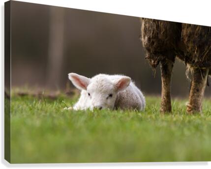 An lamb Canvas Print
