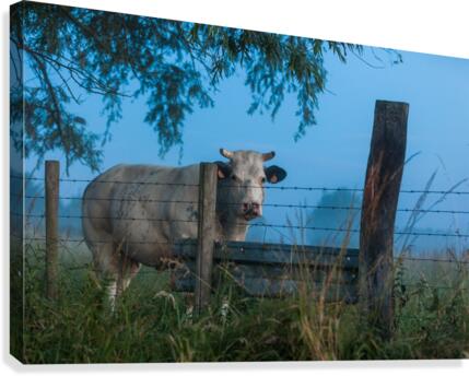 Twilight cow Canvas Print