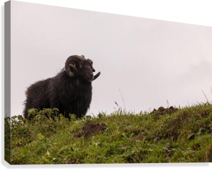 Black sheep Canvas Print