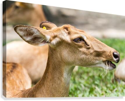 an elds deer Canvas Print