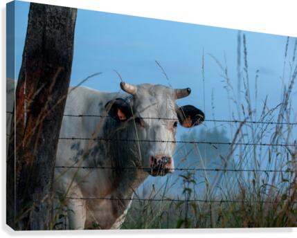 Twilight cow Canvas Print