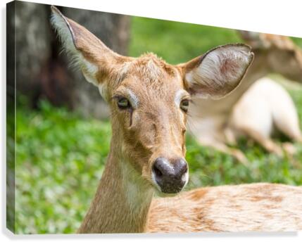 an elds deer Canvas Print