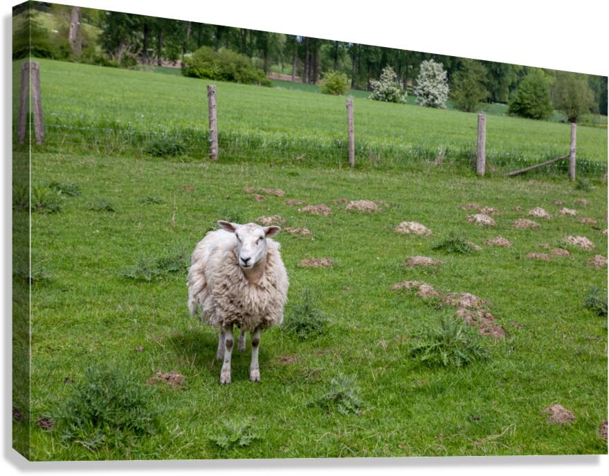 _MG_1865 Canvas Print