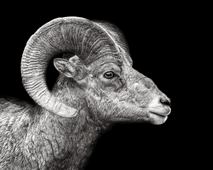 Casualty of Impatience