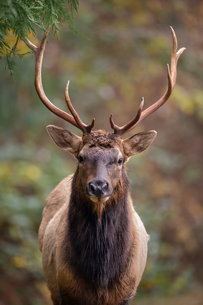 The Crowned Prince Print
