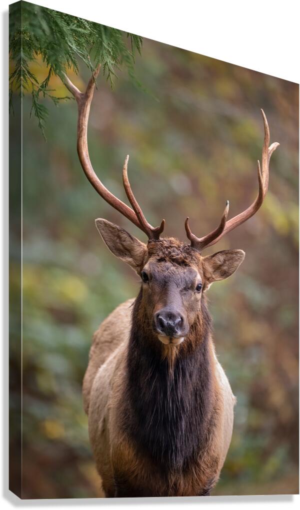 The Crowned Prince Canvas Print