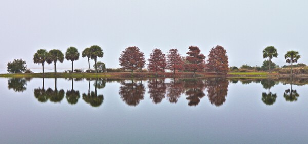 Key of the Trees by Marie Louis Gallery