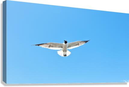 Bird Canvas Print