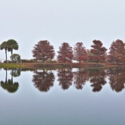 Key of the Trees
